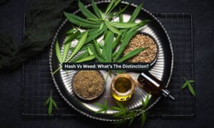 Hash Vs Weed
