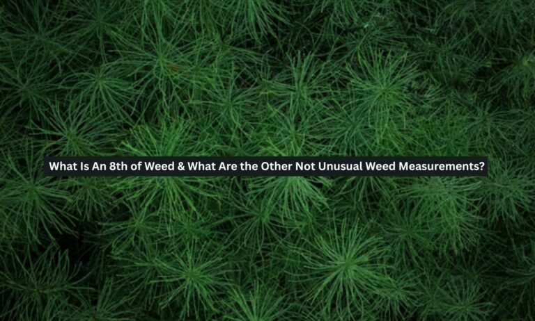 What Is An 8th of Weed & What Are the Other Not Unusual Weed Measurements?