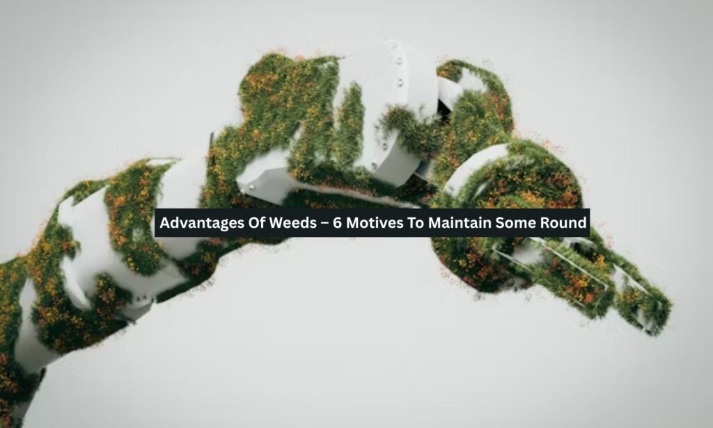 Advantages Of Weeds – 6 Motives To Maintain Some Round